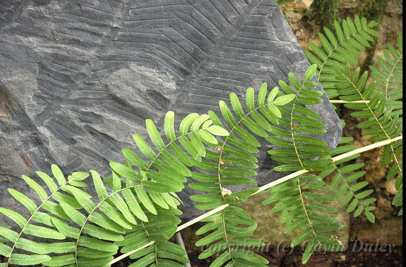 Fern and fossil, le Jardin des Plantes IMGP1154.jpg